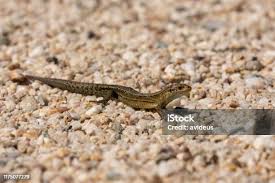 Attēlu rezultāti vaicājumam “Lacerta vivipara”