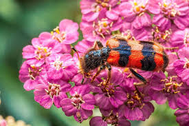 Attēlu rezultāti vaicājumam “Trichodes apiarius”