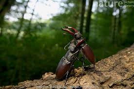 Attēlu rezultāti vaicājumam “Lucanidae”