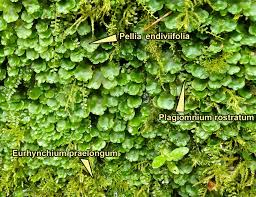 Attēlu rezultāti vaicājumam “Pellia”