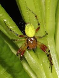 Attēlu rezultāti vaicājumam “Araniella male”