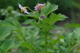 Attēlu rezultāti vaicājumam “Solanum tuberosum flower”