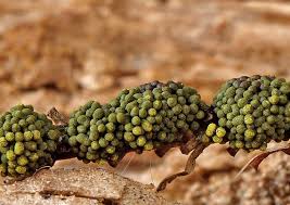 Attēlu rezultāti vaicājumam “Physarum virescens”