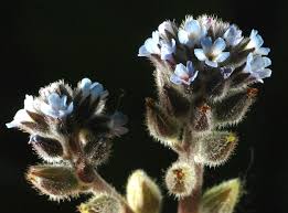 Attēlu rezultāti vaicājumam “Myosotis stricta”