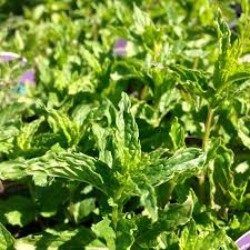 Attēlu rezultāti vaicājumam “Mentha spicata”