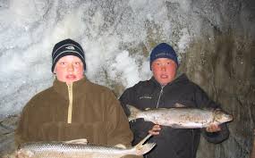 Image result for Liopsetta glacialis