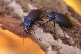 Attēlu rezultāti vaicājumam “Carabus violaceus”