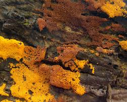 Attēlu rezultāti vaicājumam “Oligonema flavidum”