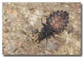 Attēlu rezultāti vaicājumam “Aradus betulae”