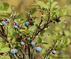 Attēlu rezultāti vaicājumam “Vaccinium uliginosum bud”