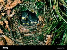 Attēlu rezultāti vaicājumam “Troglodytes troglodytes nest”