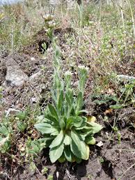 Attēlu rezultāti vaicājumam “Arabis hirsuta”