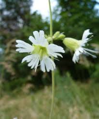 Attēlu rezultāti vaicājumam “Silene chlorantha”