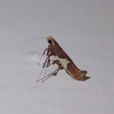 Attēlu rezultāti vaicājumam “Caloptilia stigmatella”