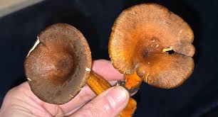 Attēlu rezultāti vaicājumam “Hypocrea rufa”