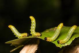 Attēlu rezultāti vaicājumam “Diloba caeruleocephala larva”