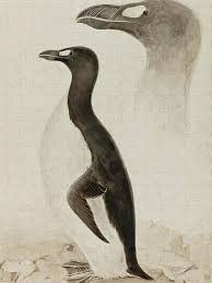 Image result for Pinguinus impennis