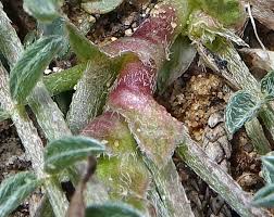 Attēlu rezultāti vaicājumam “Astragalus arenarius leaf”