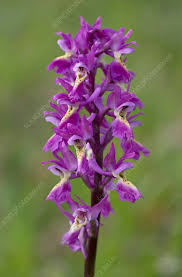 Attēlu rezultāti vaicājumam “Orchidaceae”