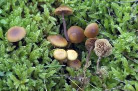 Attēlu rezultāti vaicājumam “Mniaecia jungermanniae”