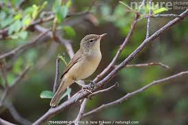 Image result for Hippolais caligata