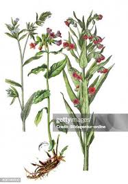 Attēlu rezultāti vaicājumam “Cynoglossum officinale”