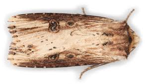 Attēlu rezultāti vaicājumam “Axylia putris”