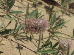 Attēlu rezultāti vaicājumam “Trifolium arvense leaf”