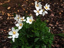 Attēlu rezultāti vaicājumam “Anemone sylvestris”