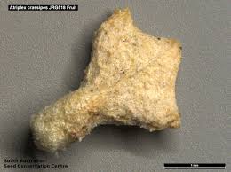 Attēlu rezultāti vaicājumam “Atriplex littoralis fruit”