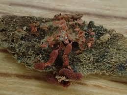 Attēlu rezultāti vaicājumam “Heterotrichia oerstedii (syn. Arcyria oerstedii) sessile”