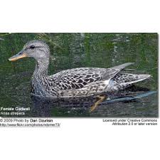 Attēlu rezultāti vaicājumam “Anas strepera female”