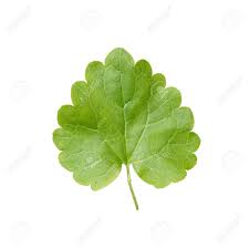 Attēlu rezultāti vaicājumam “Glechoma hederacea leaf”