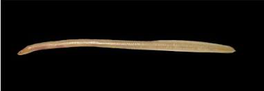 Image result for Gymnothorax moringa