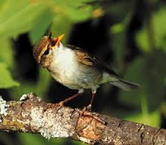 Attēlu rezultāti vaicājumam “Phylloscopus trochiloides”