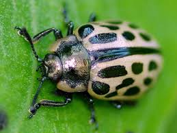 Attēlu rezultāti vaicājumam “Chrysomela vigintipunctata”