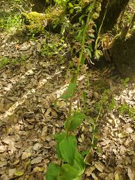 Attēlu rezultāti vaicājumam “Epipactis helleborine fruit”