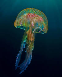 Attēlu rezultāti vaicājumam “Physarum bryocorticola”