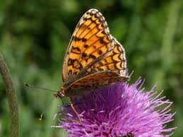 Attēlu rezultāti vaicājumam “Melitaea phoebe upperside”