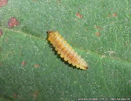 Attēlu rezultāti vaicājumam “Cameraria ohridella”