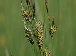 Attēlu rezultāti vaicājumam “Carex lasiocarpa”