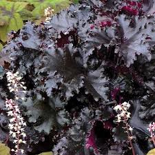 Image result for Heuchera Metallica