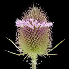 Attēlu rezultāti vaicājumam “Dipsacus fullonum flower”