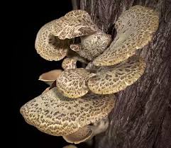 Attēlu rezultāti vaicājumam “Polyporus squamosus”