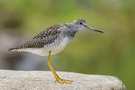 Image result for Tringa melanoleuca