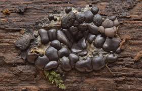 Attēlu rezultāti vaicājumam “Dianema depressum macro”