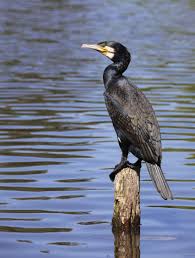 Image result for Phalacrocorax carbo