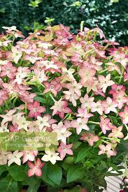 Image result for Nicotiana x sanderae