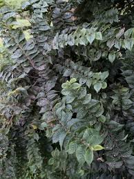 Attēlu rezultāti vaicājumam “Ulmus x hollandica”