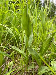 Attēlu rezultāti vaicājumam “Epipactis palustris leaf”